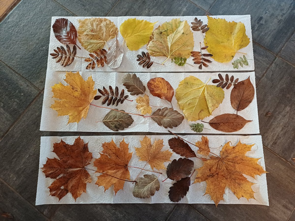 Preparing to press some leaves to use as stencils. Beautiful autumn colors!