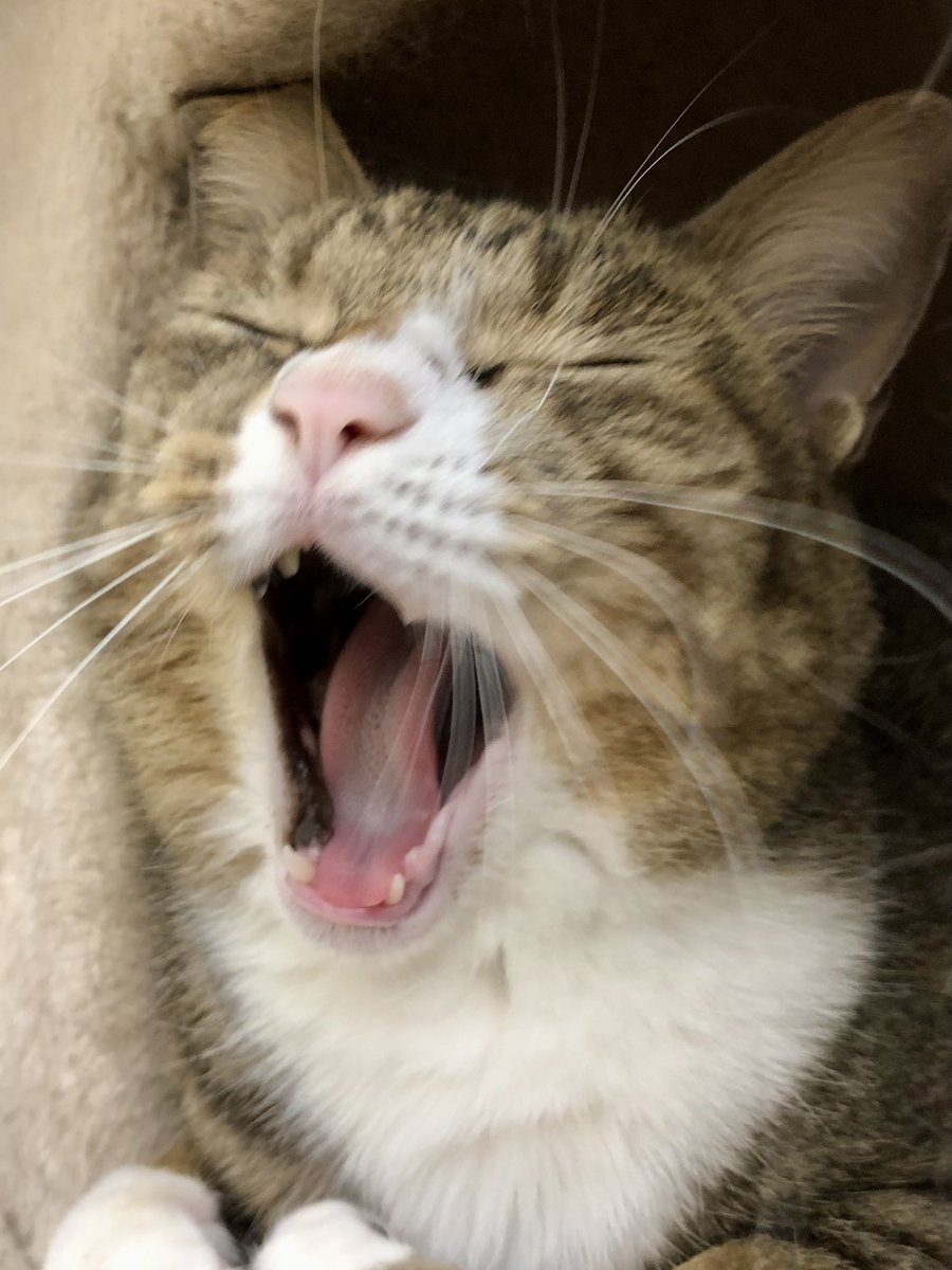 デカいキウイ (@m1928a1c) / Posts / X