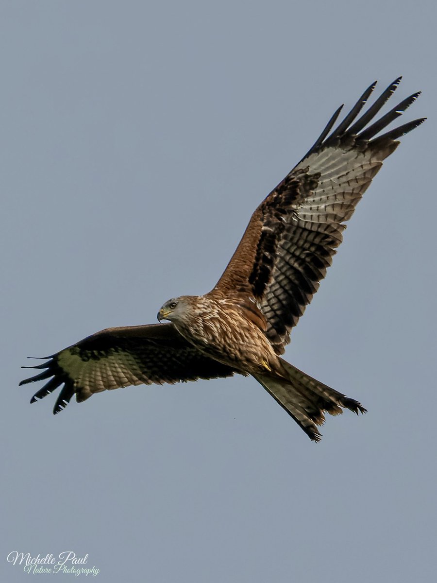 Michelle Paul tweet media