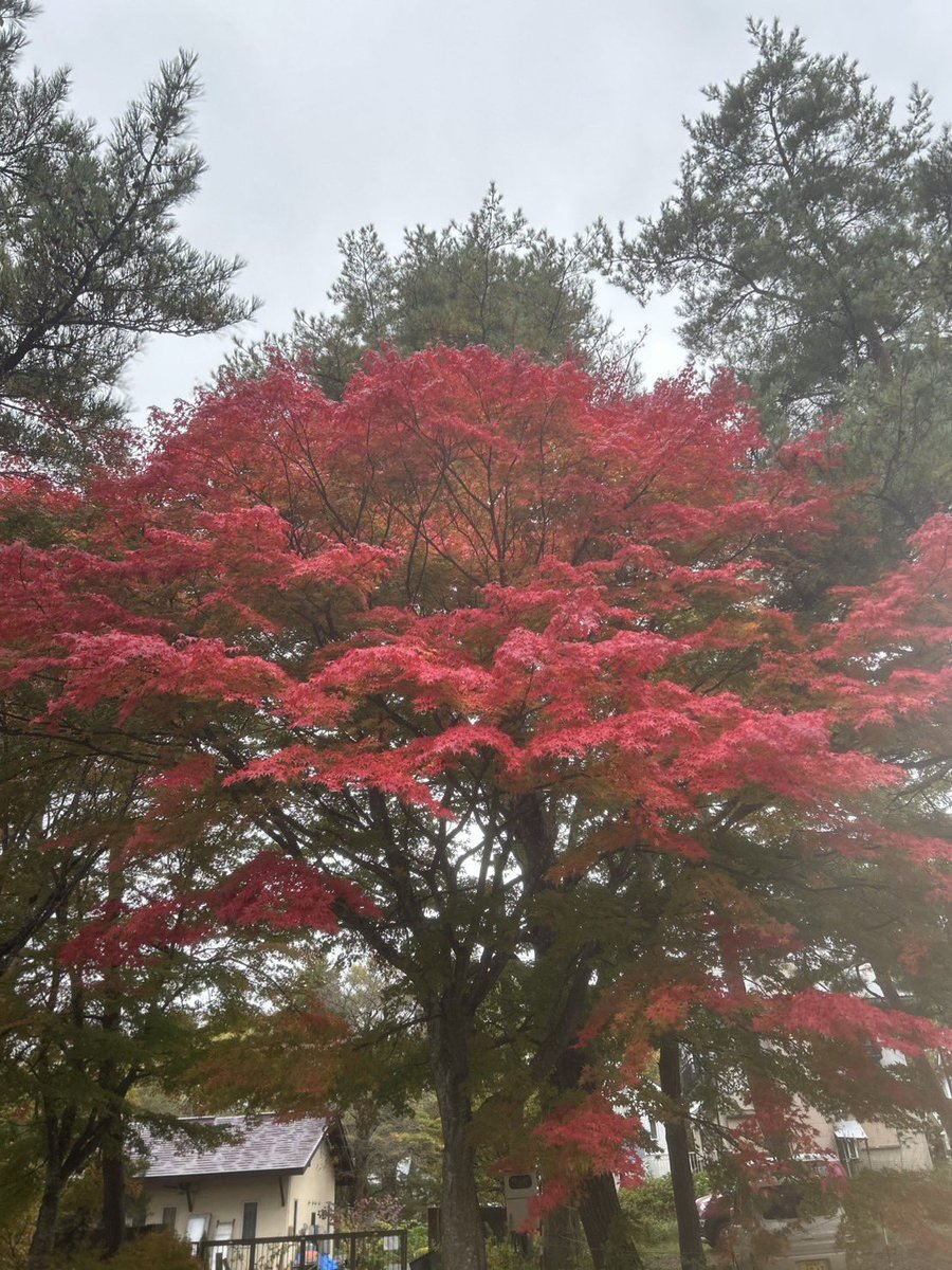 優 ssp.(CBF16) (@yuu_beetle1130) / Posts and Replies / X