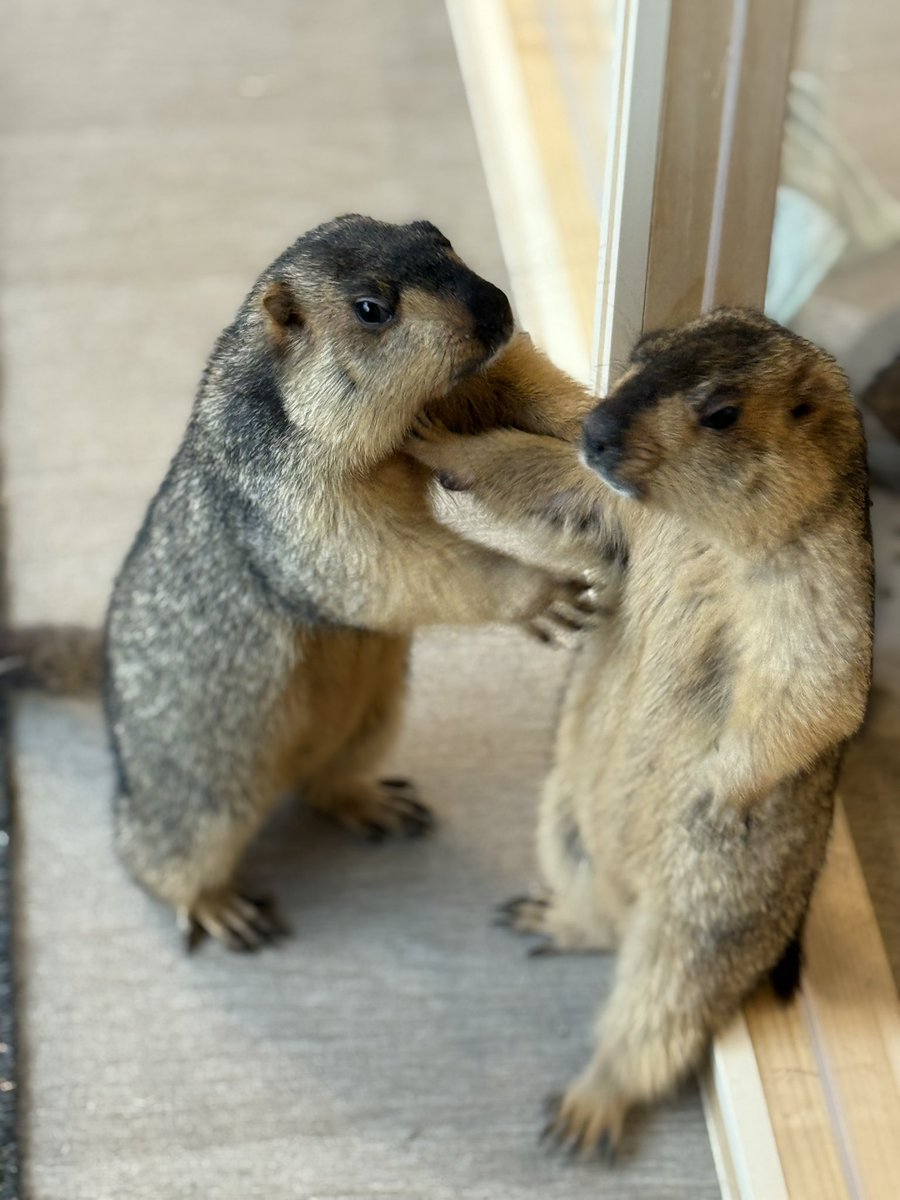 マーモット「今はダメだ、まだオープンしてないからね」