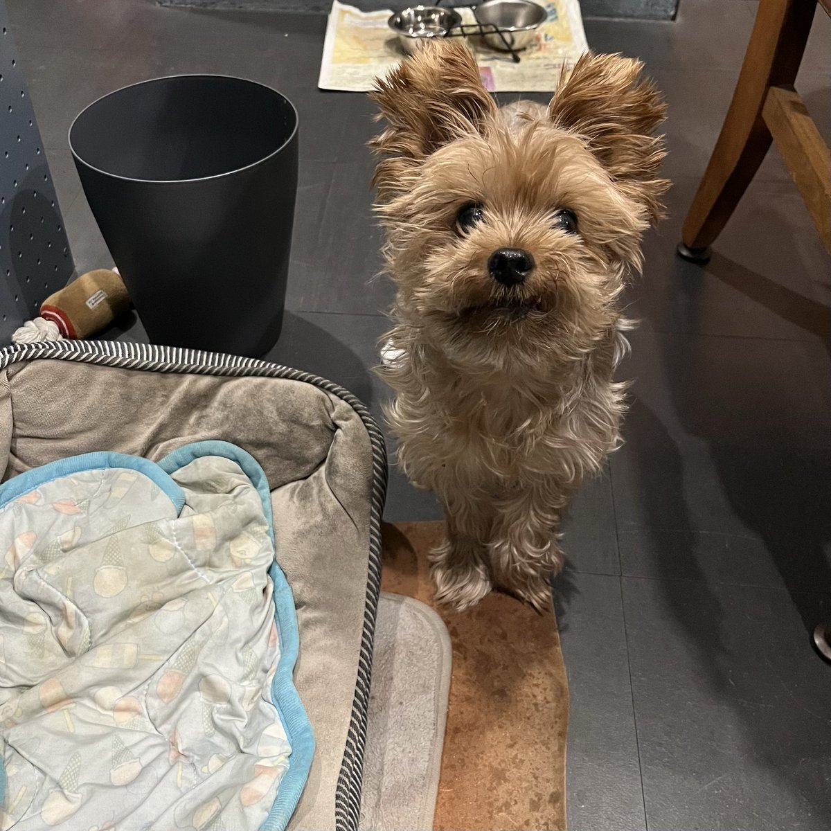 フォロワーさんが増えて、中には「スナワチってなんなの？ 何屋？ 犬アカ？」と戸惑われている方もおられるかもしれないので、手短に。
スナワチはレザーストアです。レザーのセレクトショップです。書籍も置いてます。大阪の本町に店舗があり、犬のジョージくんが店長です

sunawachi.com