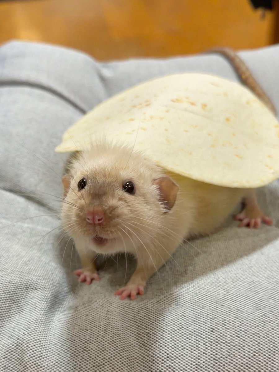 昨日はトルティーヤ祭りだった！！
具はラット！！

（嘘。ニジマスのフライ）