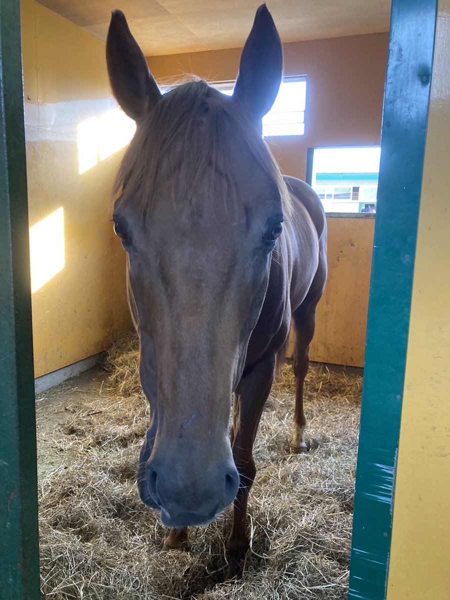 馬の群れ 金色フレーム ヤマト on X