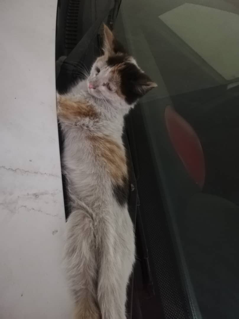 گربه چایی دوست tweet media