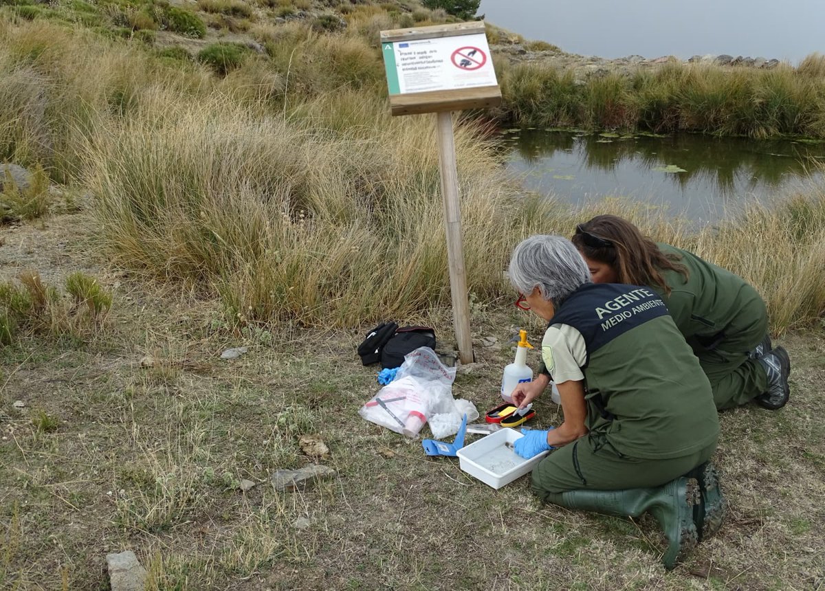 🐸🔬 Agentes de Medio Ambiente y Celadores del Espacio Natural de Sierra Nevada realizan un seguimiento de las poblaciones de anfibios para conocer su estado de conservación y detectar posibles amenazas.
#AAMM #Biodiversidad #Andalucía