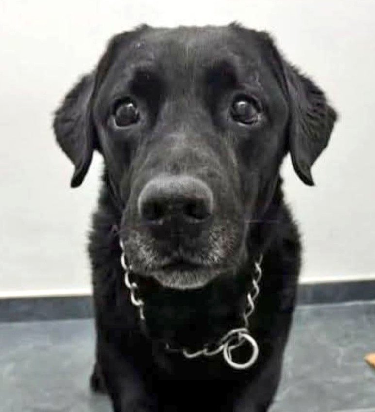 #Burgos

Cuando tú familia  no te quiere💔

12 años , muy bueno, precioso,  con una mirada que es como un dardo de tristeza al corazón.

Abandonado 🆘en el centro animal de #Cemba  en #Burgos
 ☎️ 670546756