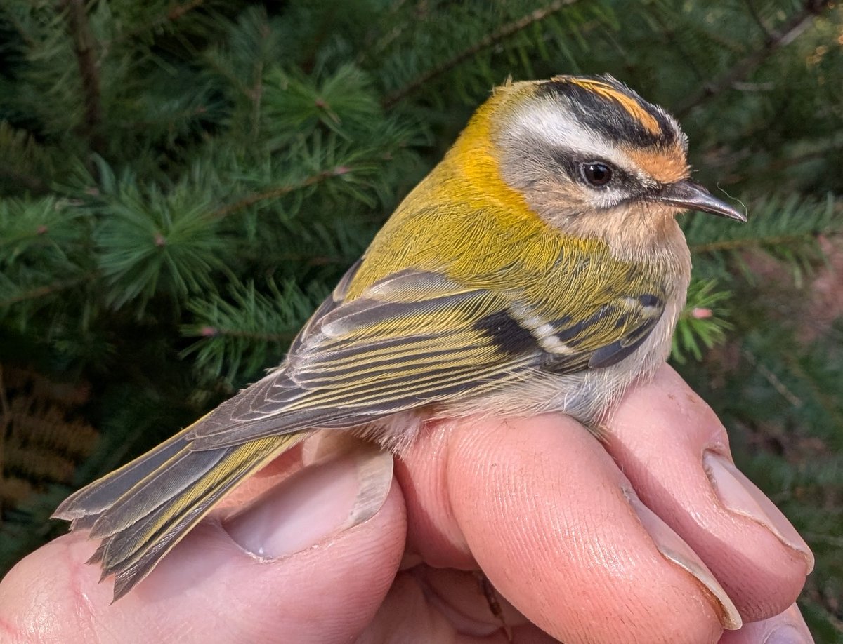 matt prior tweet media