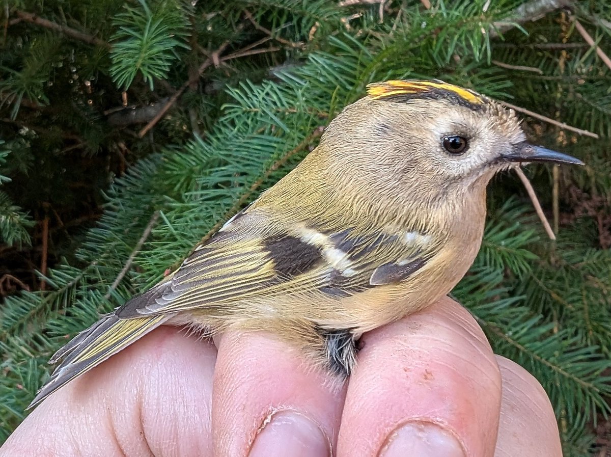 matt prior tweet media