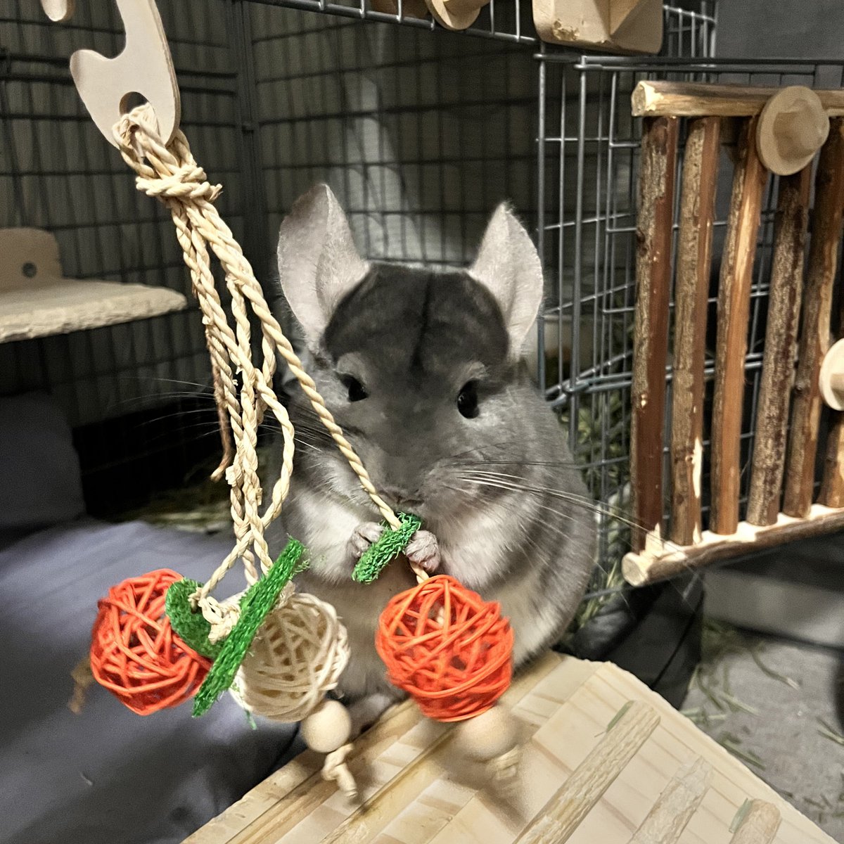 Pina_Chinchilla's tweet photo. おもちゃうれしー🧸

#チンチラ #chinchilla #バイオレット https://t.co/blfly9nA1G