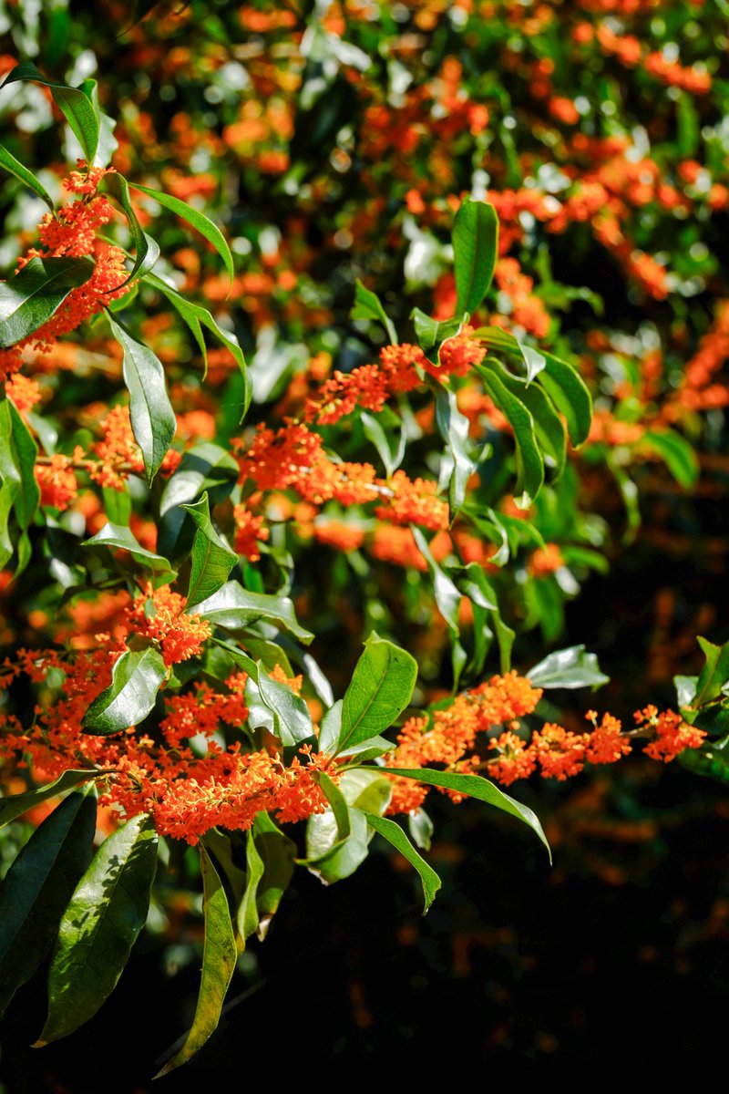 HolaFujian's tweet image. 😍 Simply Breathtaking! ❤
If you&apos;re quick-eyed and keen-nosed, you’ve probably already noticed that Lianjiang, in Fuzhou, is now enveloped in the sweet scent of osmanthus! If you also adore this delicate fragrance, why not choose a sunny day to fully embrace the beauty of this…
