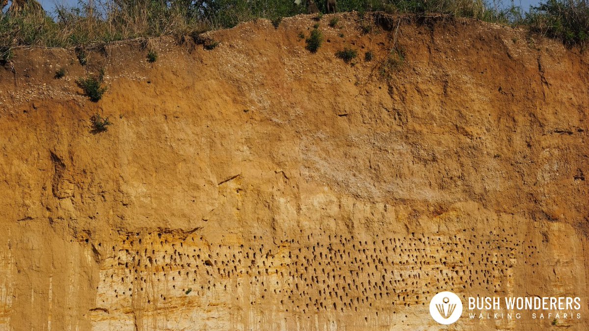 Witnessing the wonders of Murchison Falls NP on a walking safari with <a href="/bush_wonderers/">Bush Wonderers</a>! Our guest and Taban (ranger) admiring the incredible bee-eater nests, with a glimpse of the beautiful bird itself. #WalkingSafari #BushWonderers #MurchisonFallsNP #birdwatching #Beeeater