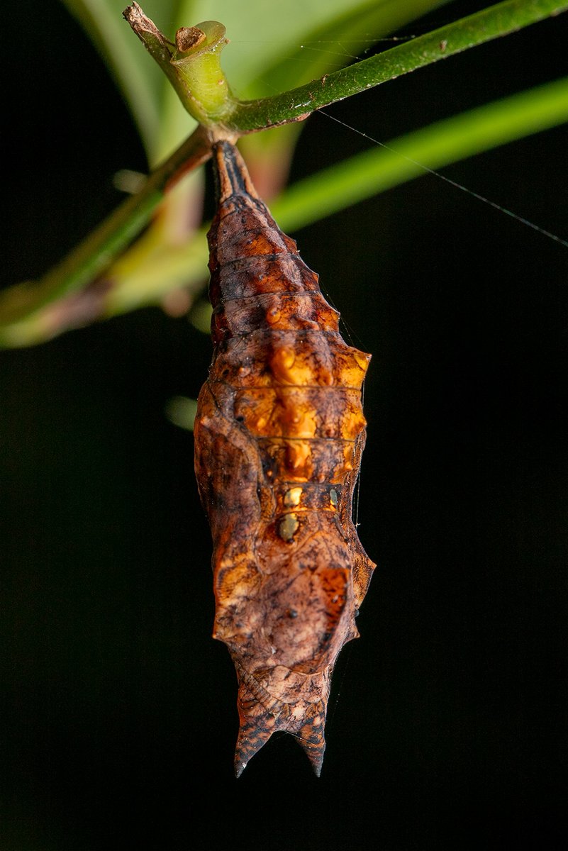 TreehopperGO_GT tweet media