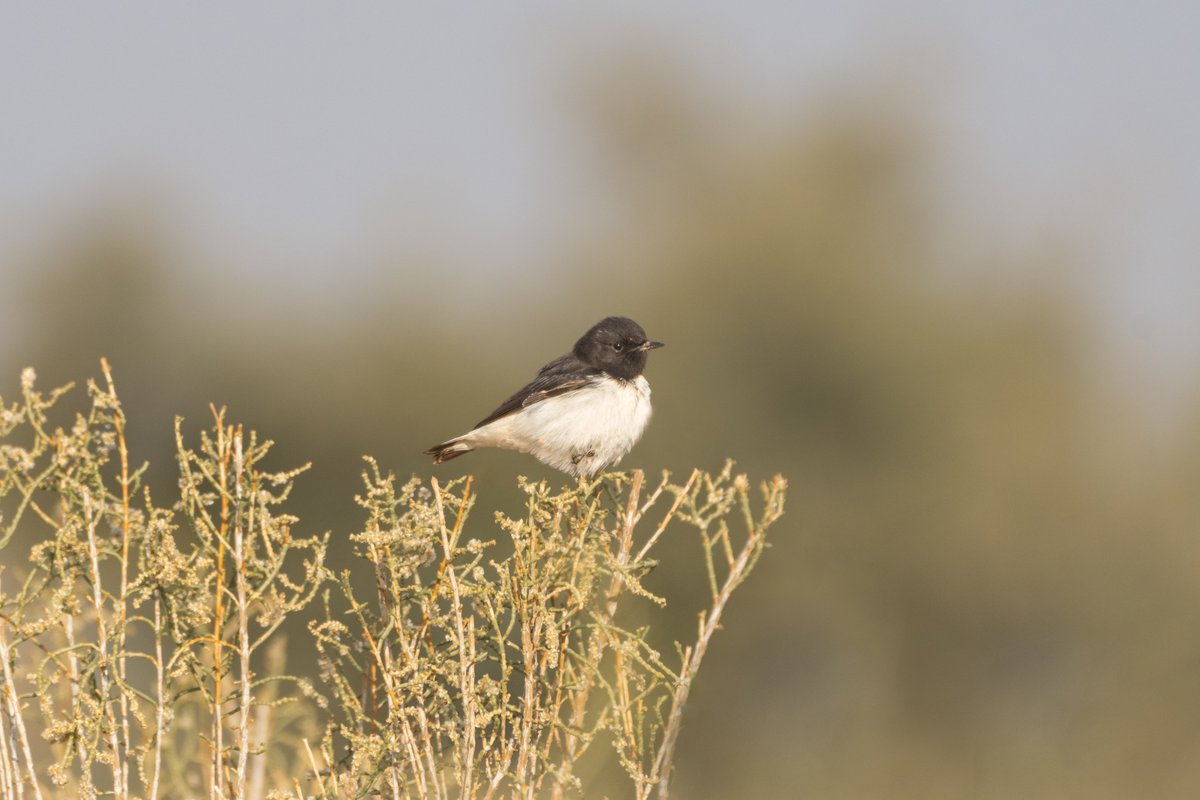 rahul_rajguru's tweet image. Variable Wheatear (Opistholeuca Morph) - Male