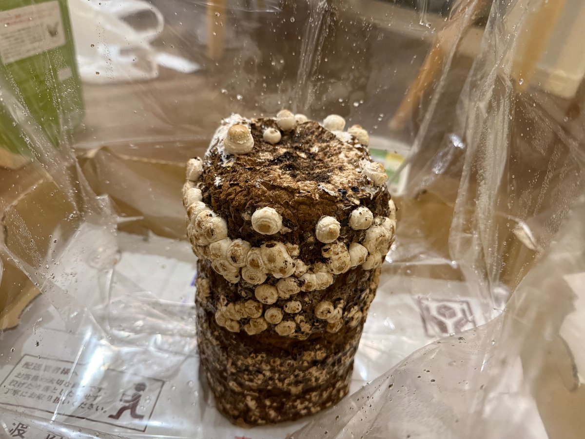 ミジンコ tweet media