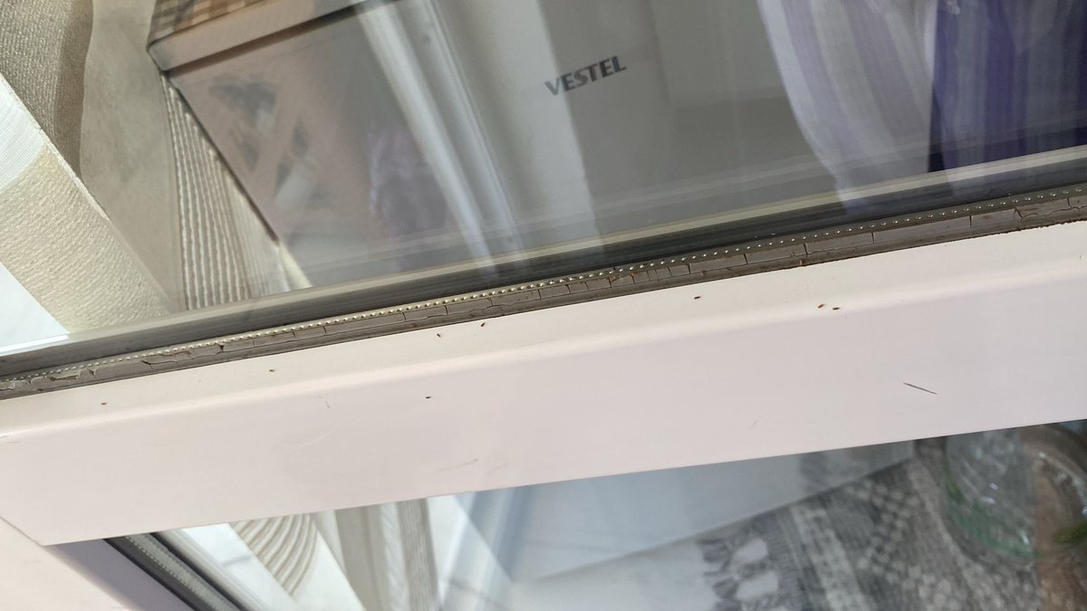 Evin her yeri üvez dolu temizlendiği halde gitmiyo ilaçlama yetersiz kalıyor hatta ilaçlanmıyor ilgilerinize <a href="/sahinbeybel/">Şahinbey Belediyesi</a> <a href="/mtahmazoglu/">Mehmet Tahmazoğlu 🇹🇷</a>