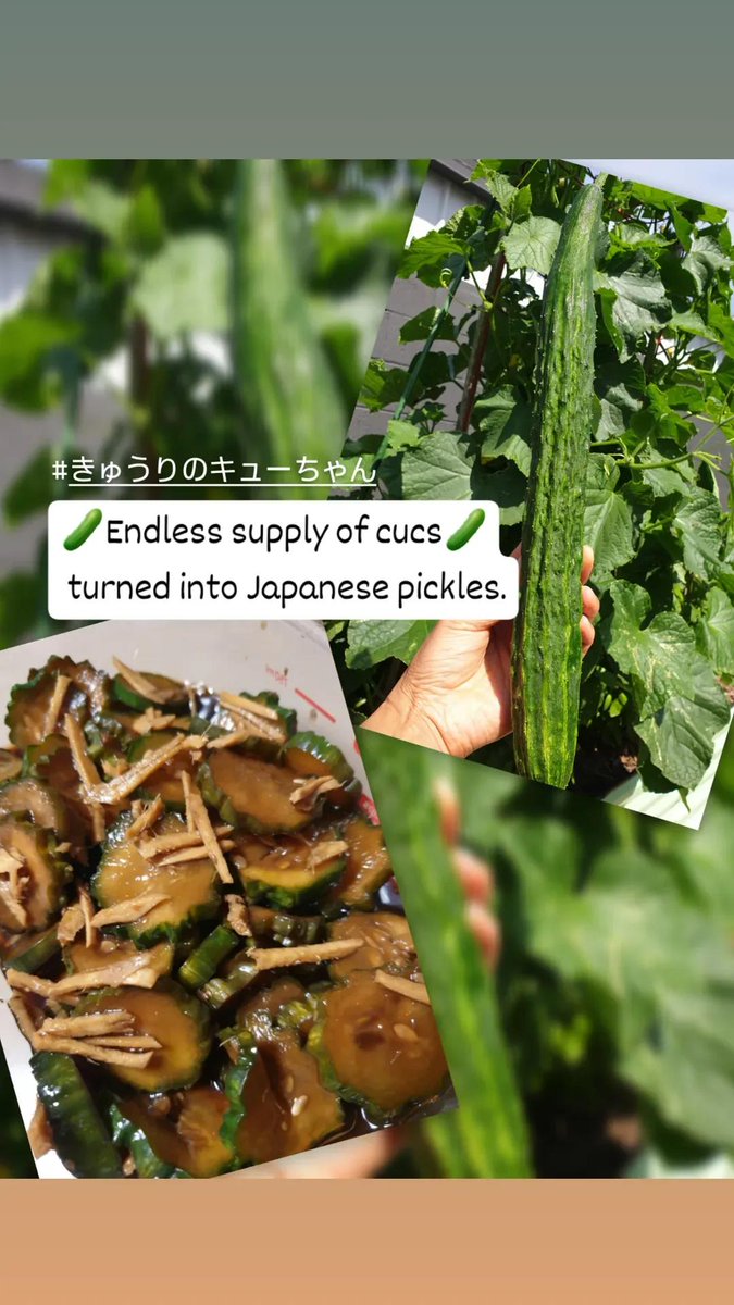 きゅうりの大量消費レシピ、きゅうりのキューちゃん、冷凍も出来るから重宝してる🥒🙏😊 #家庭菜園