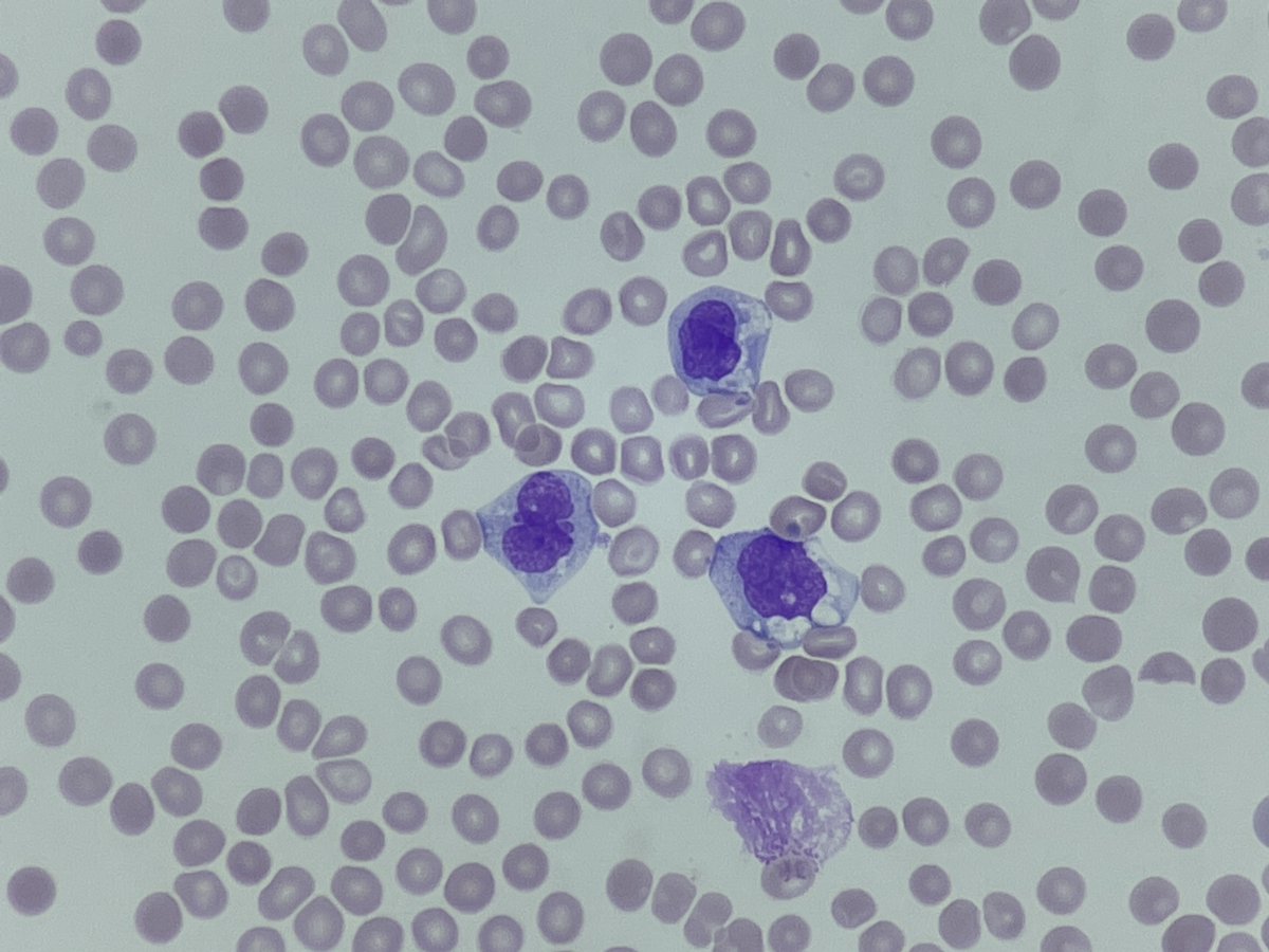 Only Cells tweet media