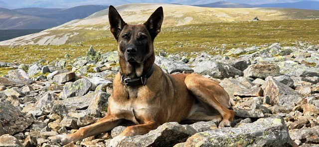 PSOSDogs's tweet image. Happy retirement to the amazing, award winning PD Amber! After almost 9 years in Tayside division, saving lives and catching baddies, this 2 X Scottish champ, and 3 X National Police Dog Trials rep, (UK&apos;s most obedient dog!) now retires by her handlers side for new adventures.