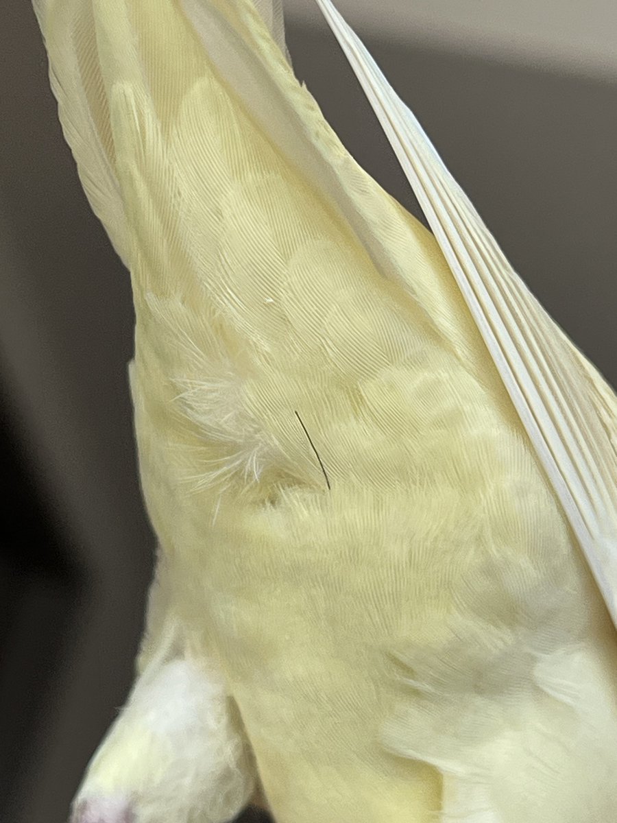 うをのめをぎん tweet media