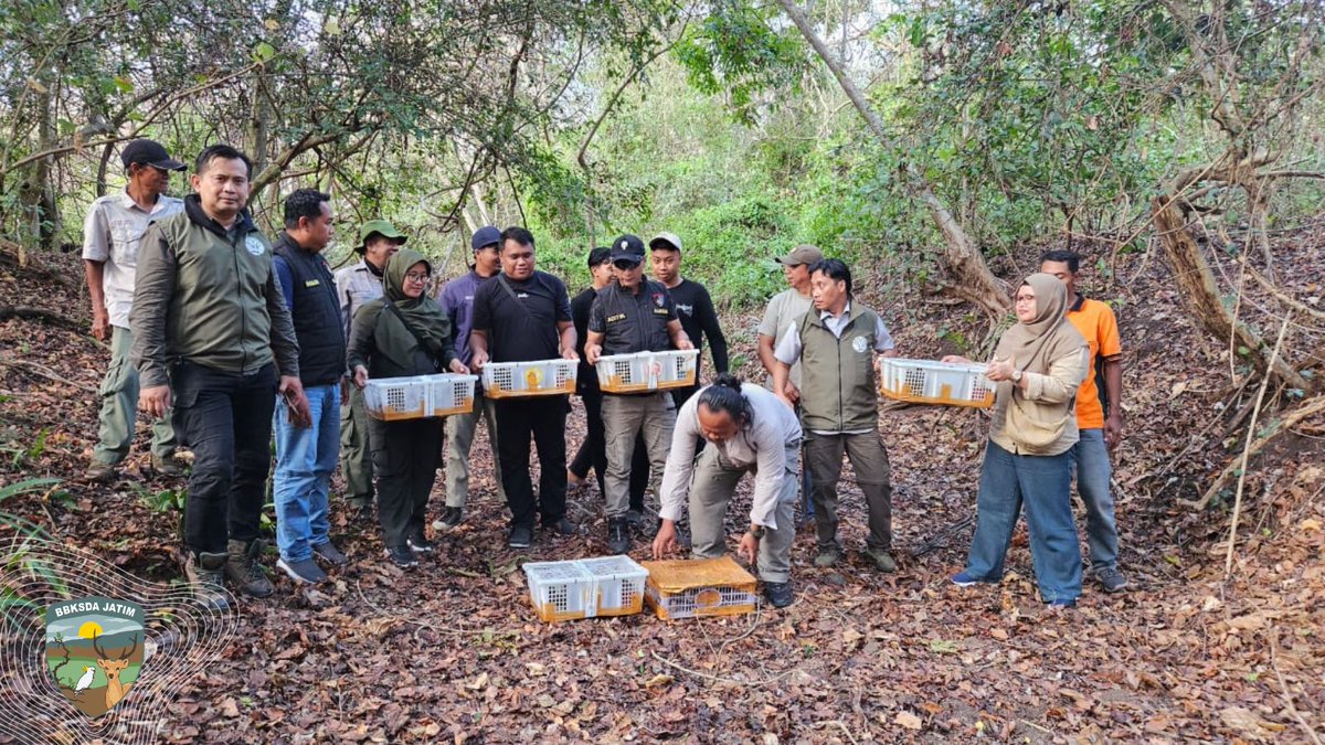 bbksda_jatim's tweet image. Ratusan Burung Liar Nyaris Diselundupkan, Lihat Bagaimana Mereka Akhirnya Terbang Bebas di Baluran!
@RajaJuliAntoni @kemenhut_ri @KominfoJatim 

#Senin #Pagii #Hamish #Pinterest #DesaBersinar #Kemenhut #Bksda #Jawatimur
Selengkapnya
bbksdajatim.org/ratusan-burung…