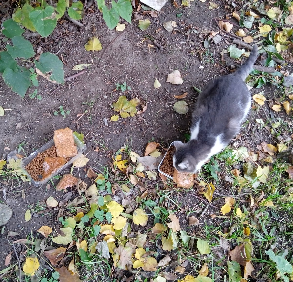 оленка змія tweet media