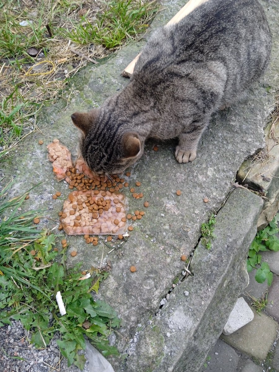 оленка змія tweet media