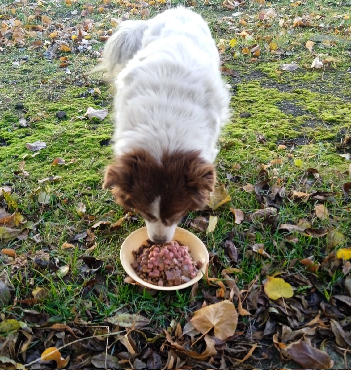 оленка змія tweet media