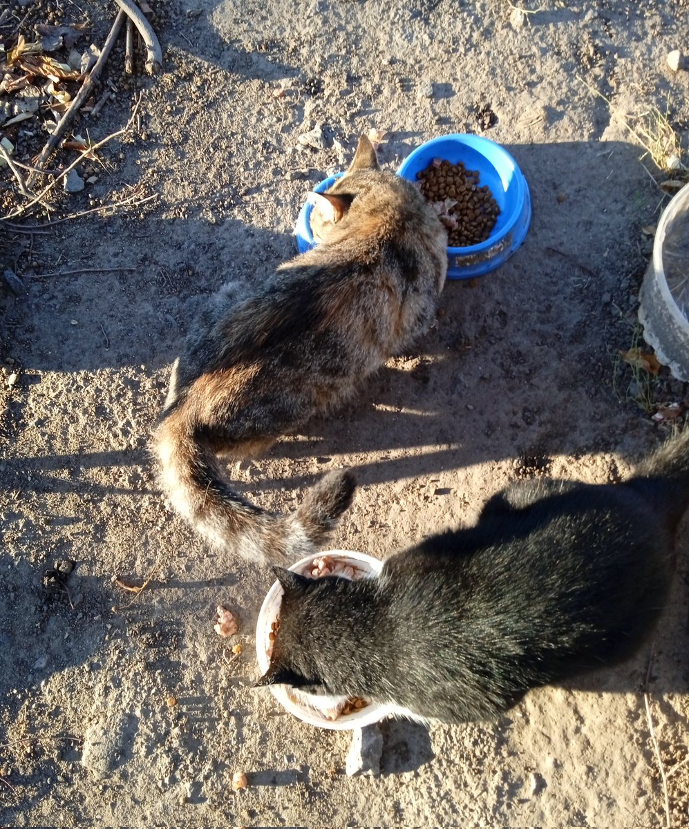 оленка змія tweet media