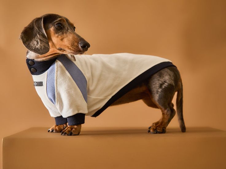 SgyLtd's tweet photo. Dachshund Tricolor Turtleneck Sweater for Dachshund – The Striped Dog https://t.co/XjZSHkvAtP pinterestより #Dachshund #DachshundFashion #DogSweater #PetFashion #DachshundLovers https://t.co/2TIj3jwQpN
