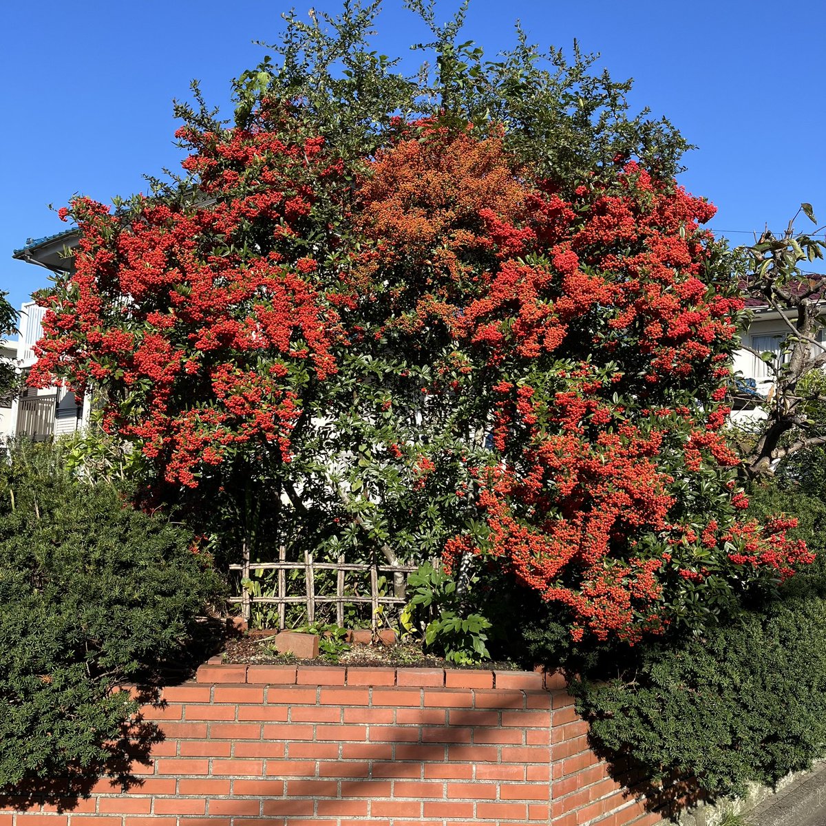 TcMMT_209208E's tweet photo. 燃えるような赤い色のピラカンサの実。実りの秋です。Bright red berries of a species of the Pyracantha genus. It’s fall/autumn. #ピラカンサ #秋 #11月 #実りの秋 #赤い実🍒 #Pyracantha #firethorn #Feuerdorn #fall #autumn #Herbst #November #berries #Beeren #トキワサンザシ属 https://t.co/7oAo4CtwDE