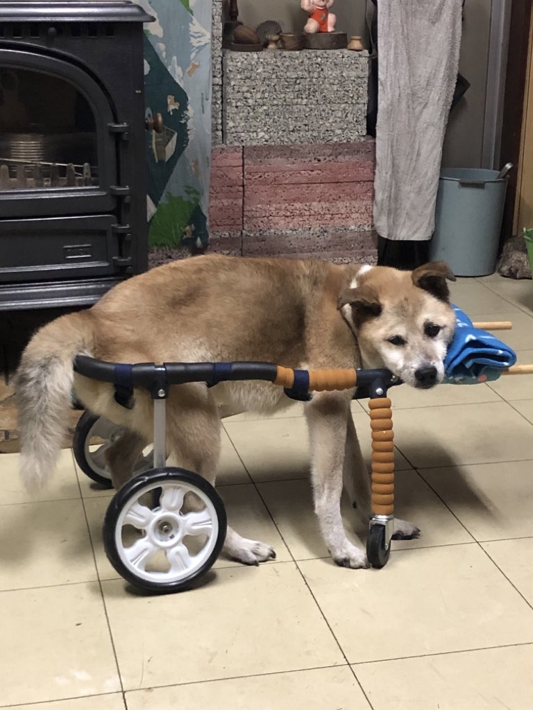 おじいちゃん犬 on X