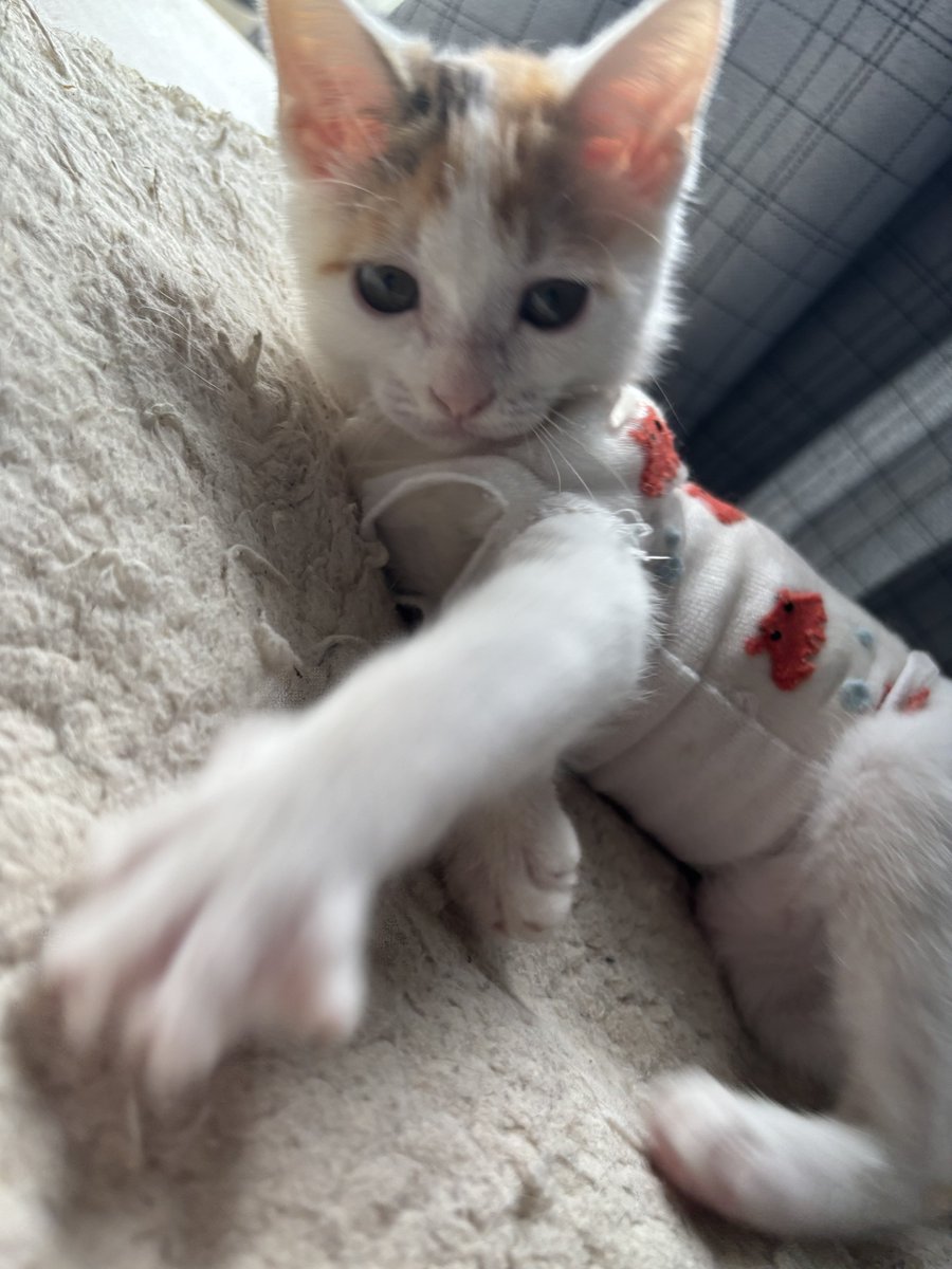 確認⸜(๑⃙⃘'ᵕ'๑⃙⃘)⸝② チキン on X