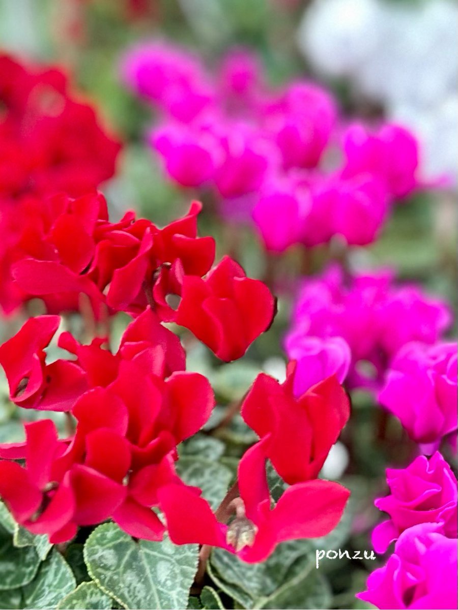 ❁*.⋆̩M.net☺︎⋆̩*❁*.゜様の専用ページ ┈꒰ఎ♡໒꒱┈•⁣˚｡ ℂ𝕠𝕟𝕗𝕖𝕔𝕥𝕚𝕠𝕟𝕖𝕣𝕪 𝕕𝕣𝕖𝕒𝕞𝕤 𝕒𝕟𝕕