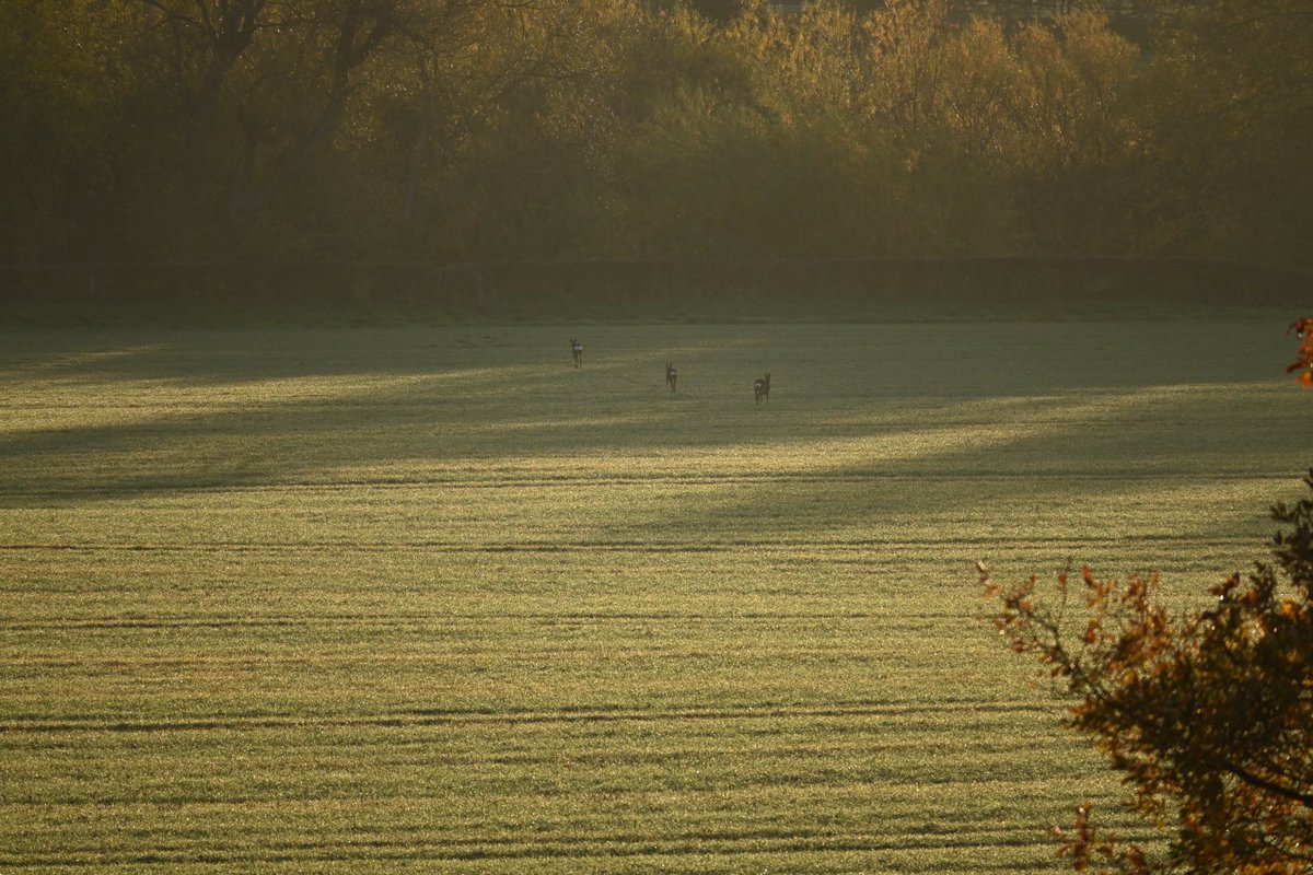 Craig Campbell tweet media