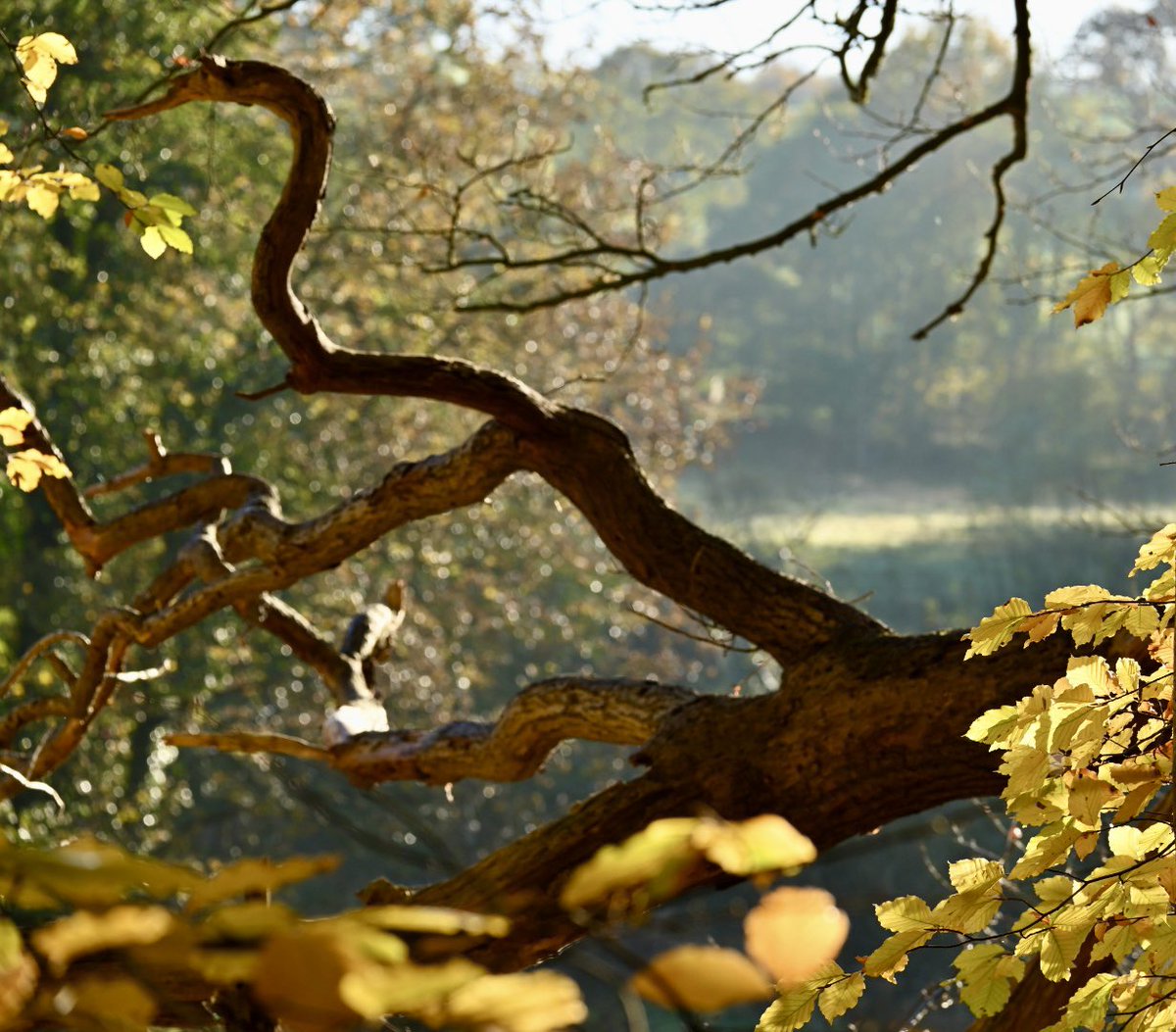 Craig Campbell tweet media