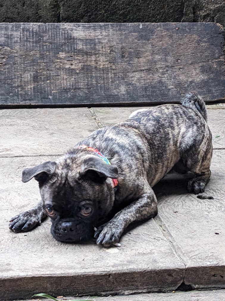 Labandele's tweet image. My best friend needs a new home URGENTLY, that I may get a new home for myself too😞.

He is a full breed pug, though he has a Yoruba name, Ala(Dream). 1yr 11 months. Vaccinated. Eats homemade food, dog biscuits &amp;amp; canned food. Hates fried plantain.

🏚️: Ìbàdàn(waybillable) 
300k