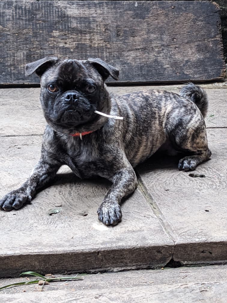 Labandele's tweet image. My best friend needs a new home URGENTLY, that I may get a new home for myself too😞.

He is a full breed pug, though he has a Yoruba name, Ala(Dream). 1yr 11 months. Vaccinated. Eats homemade food, dog biscuits &amp;amp; canned food. Hates fried plantain.

🏚️: Ìbàdàn(waybillable) 
300k
