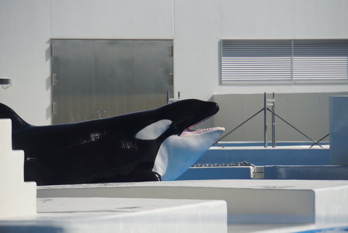 include:nativeretweets #シャチ