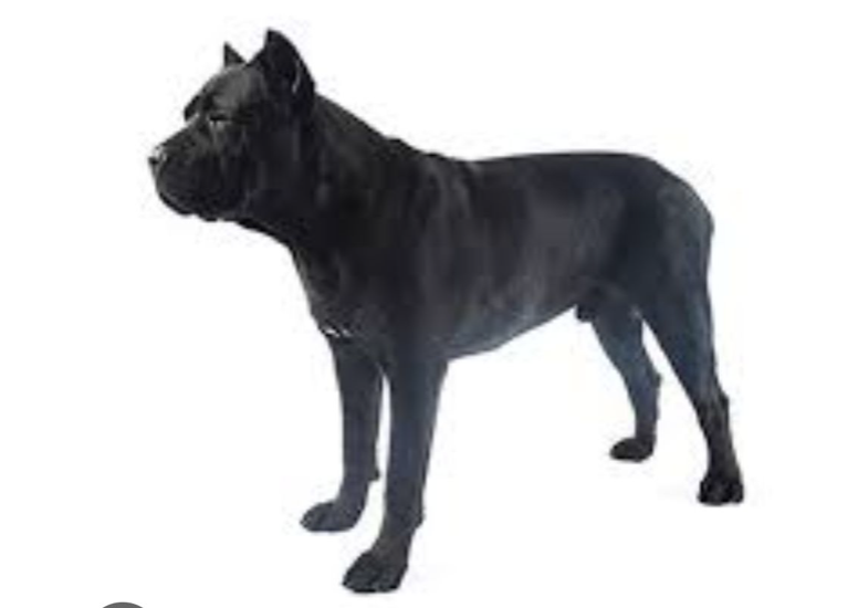 Pieņemu, ka piketu nebūs, jo tak tikai sakosti pāris cilvēki.. Diemžēl - ne tie, kuri jau gandrīz mēnesi ar putām uz lūpām auro par "neģēlīgām slepkavībām" vai plātās ar to, ka nepieskata savus suņalopus.