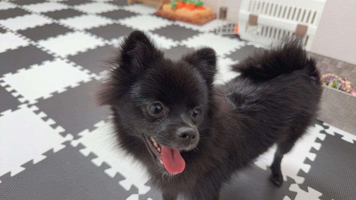 ポメころびです ポメ