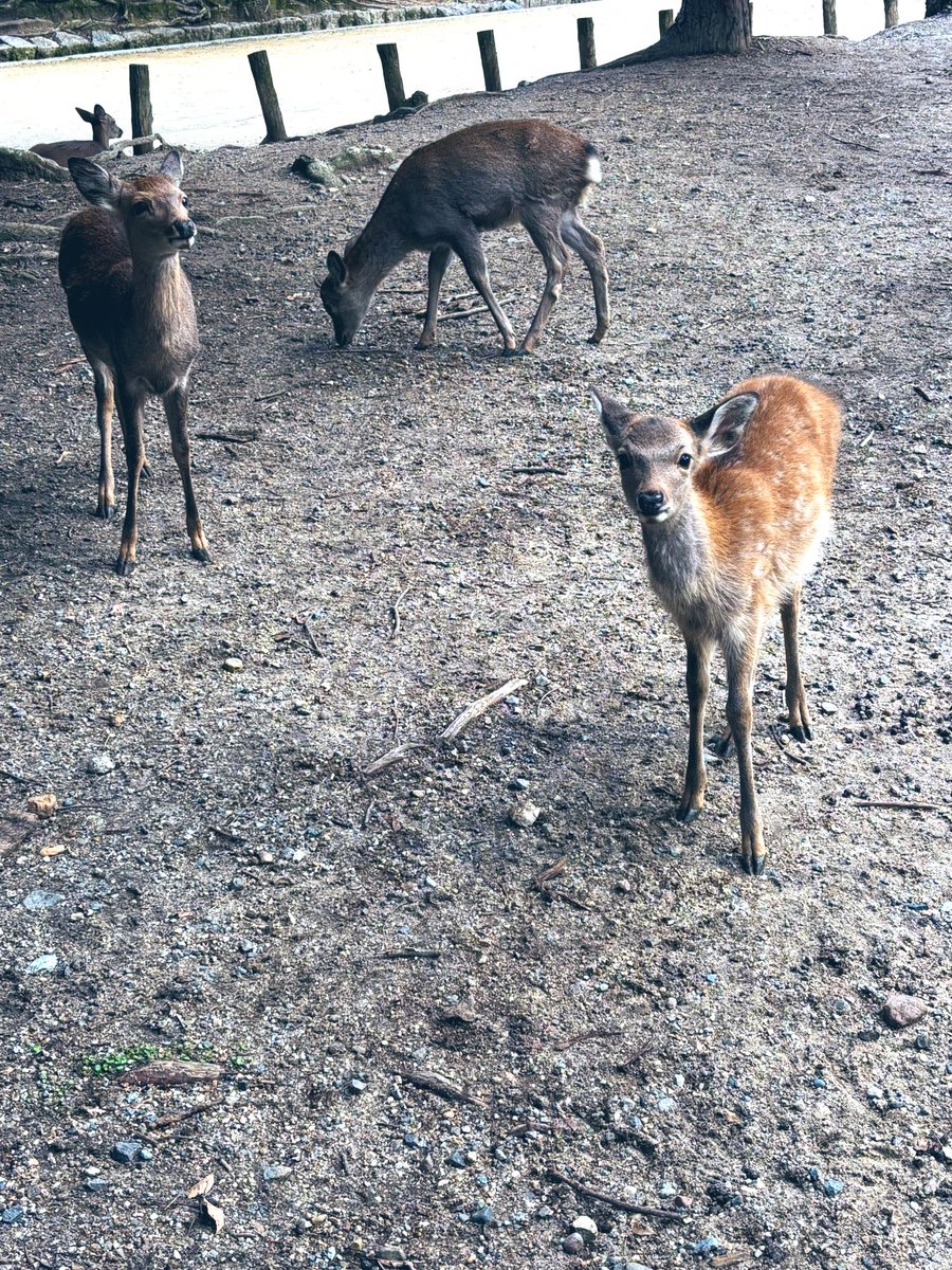 昨日はぷち達の初外出でしたが、勿論心の安寧ぬいどすさんも一緒でした。
奈良博敷地内のフードコートで食べたそぼろ餡のやまと緑茶麺、美味しかったです🍵🍜

朝早めに行った為鹿達もお腹が空いていたのか、鹿煎餅持っていると鹿達に追い掛け回され、尻に頭突きされたりコートを喰まれたりしました。