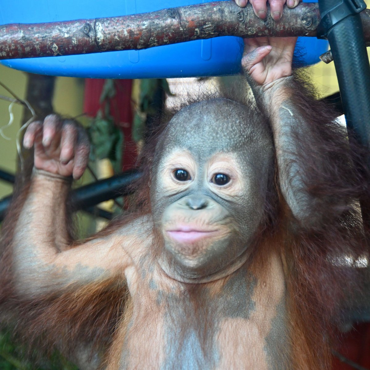 Who watched Monkey Life yesterday? Series 18 premiered on Sky Nature, with a double bill, featuring this young man, Sibu Jr, and his arrival at the park.
If you missed it, all episodes are available OnDemand on Sky &amp; Now TV.
📷 Sibu by Mark &amp; Lesley