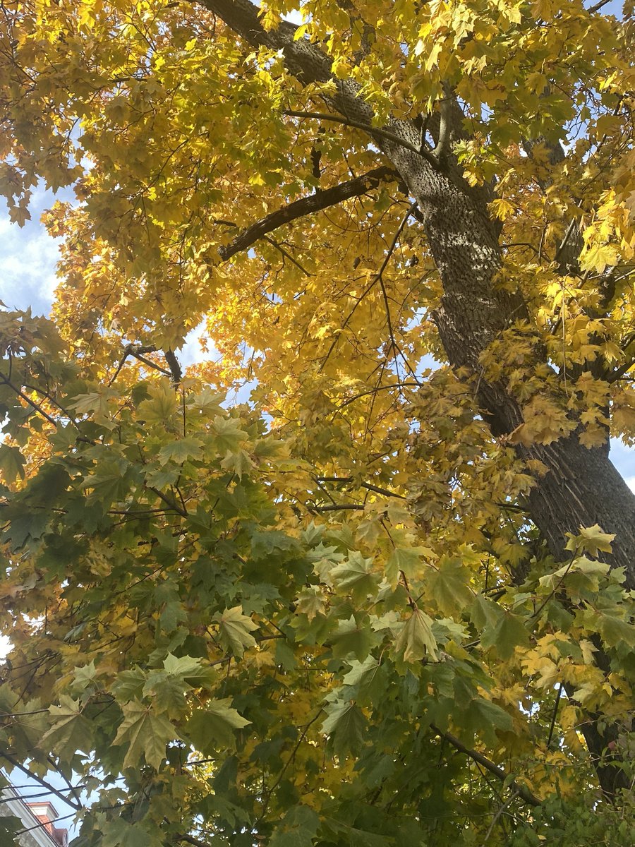 souvenirsea's tweet image. last year&apos;s autumn was incredible