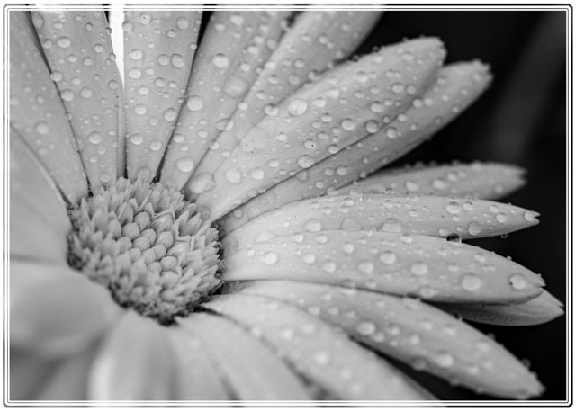 photos_dsmith's tweet image. A #blackandwhite #macrophotography #image of a #calendula #flower. These #vibrant orange #flowers are seen in #gardens all over the #world. It is rare to see this #flower as a #blackandwhitephoto which makes it #different. Order a #print and see more at darrensmith.org.uk