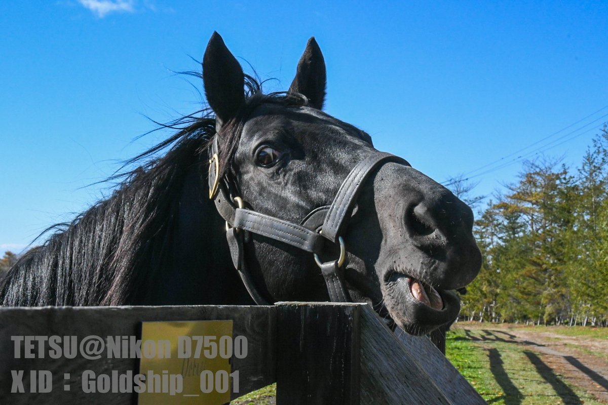 てつ@Nikon D7500 (@Goldship_001) / Posts / X