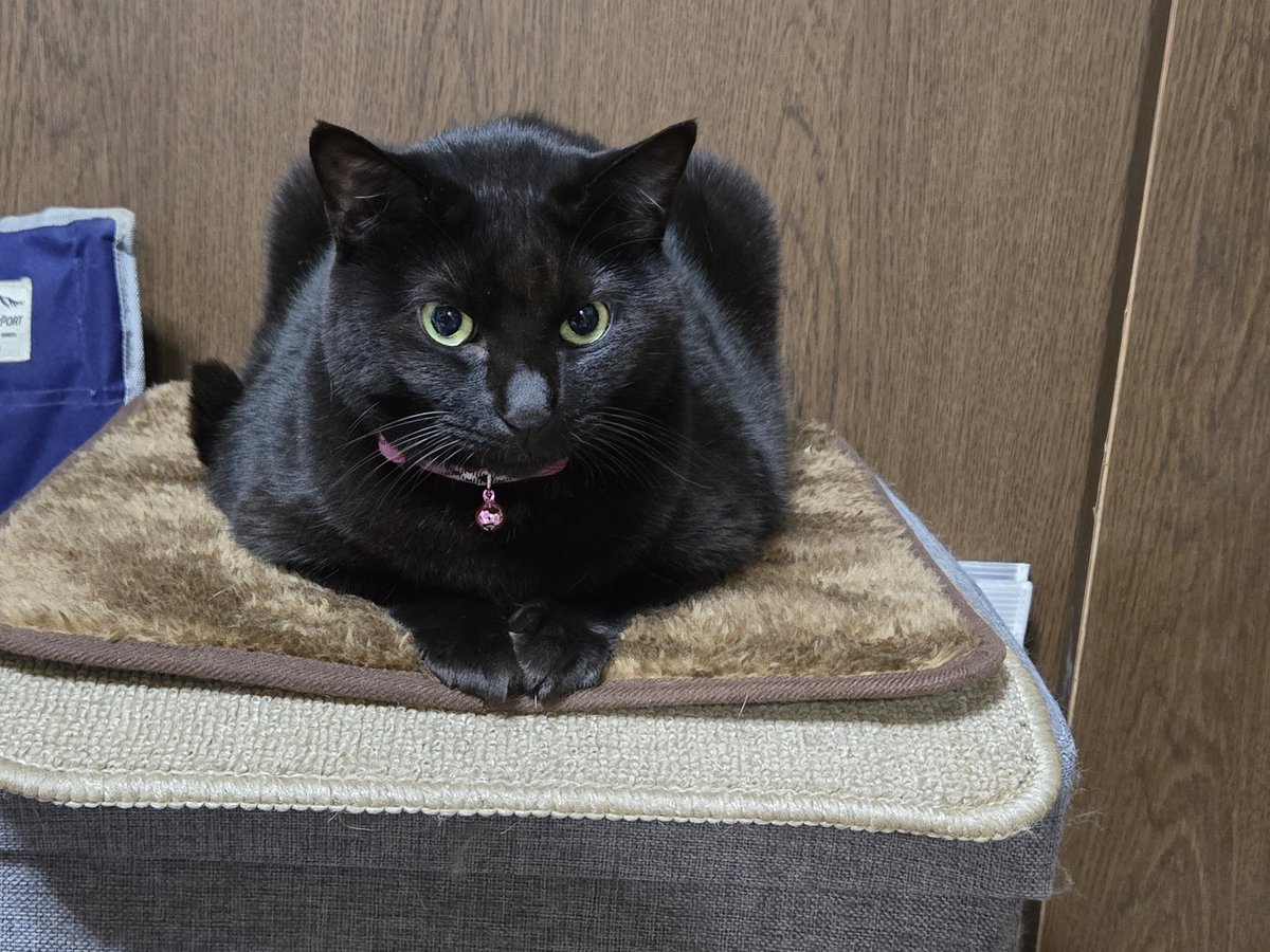 ネコ5 (@amkas25) / Posts / X