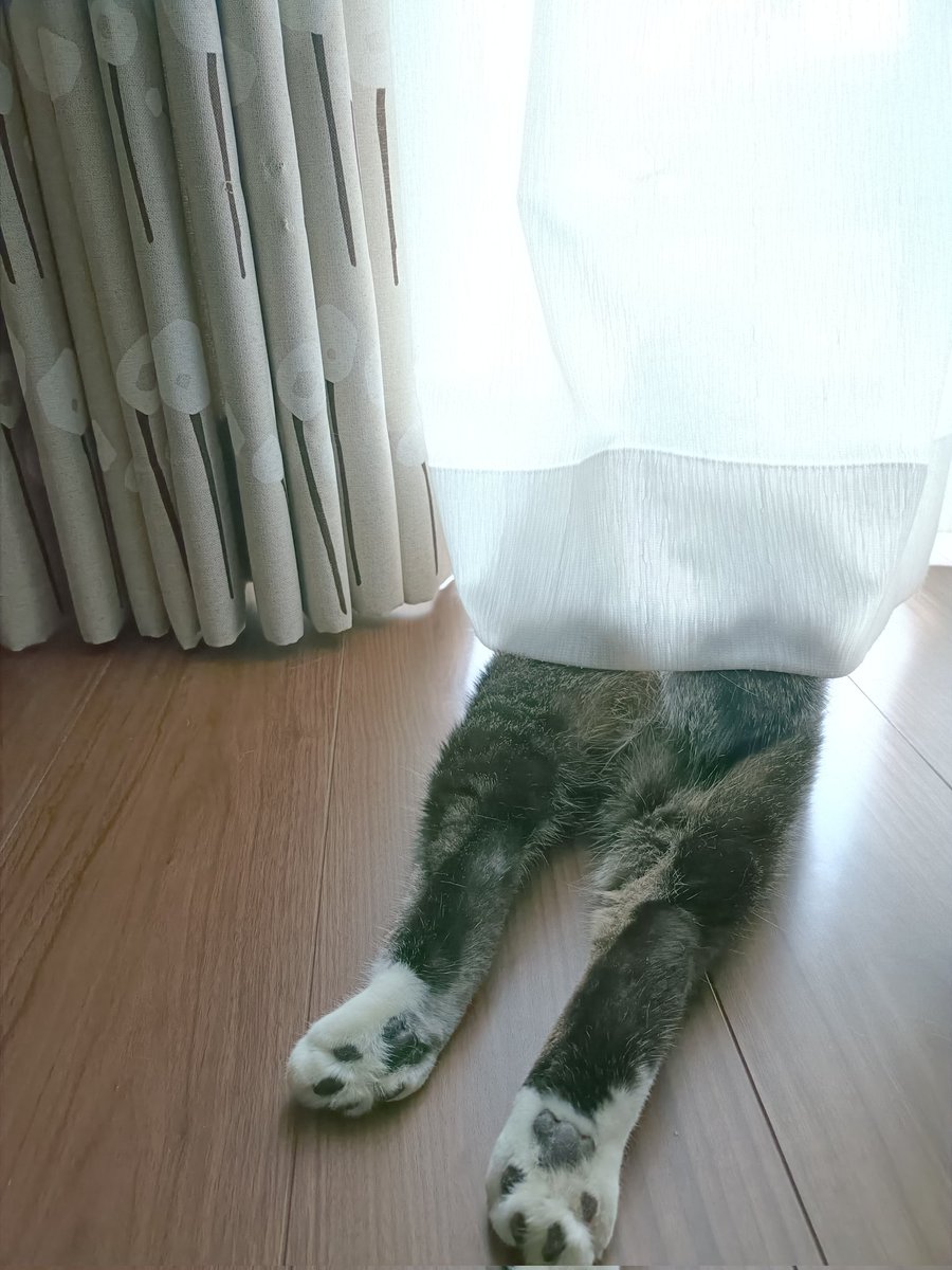 まめたろ (@kuromametaro620) / Posts / X