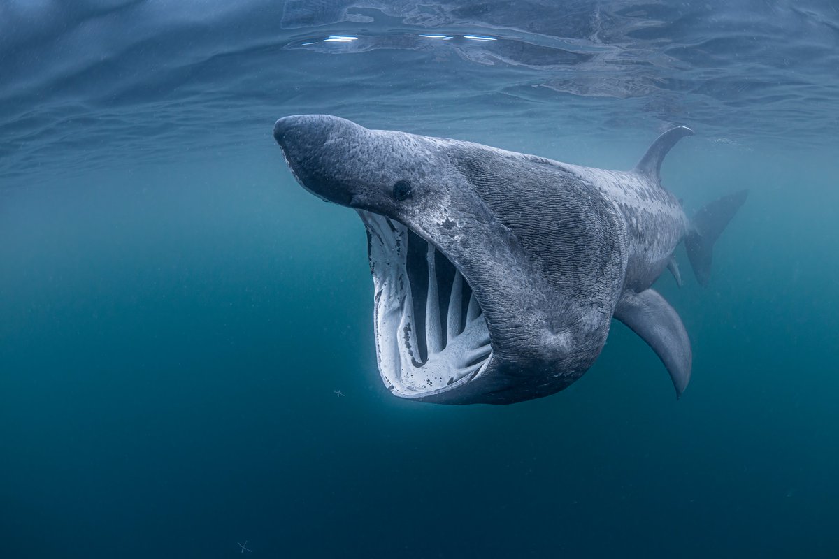 TheOpenSeas's tweet photo. Happy #WorldBaskingSharkDay to these gentle giants who, lucky for us, frequent Scottish waters every summer. Did you know they're the second largest fish in the world?! 

📸: Lars von Ritter Zahony / Ocean Image Bank https://t.co/jzEL4FeUW3