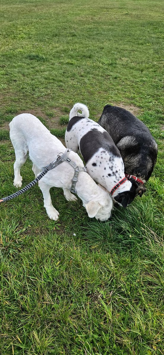 Dzien dobry. Cala laka pusta ale tylko jedno miejsce ktore ladnie pachnie🤭 #Stanley #Milka #Maya